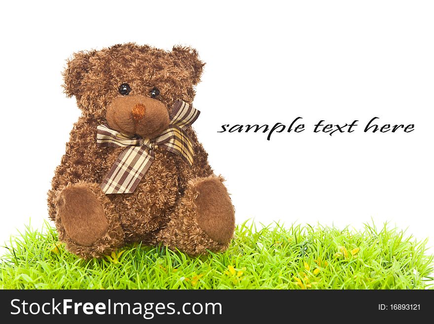 Lovely bear isolated on green grass