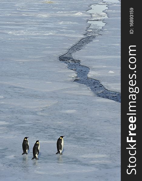 Emperor Penguins Snow Hill, Antarctica 2010 on the icebreaker Kapitan Khlebnikov