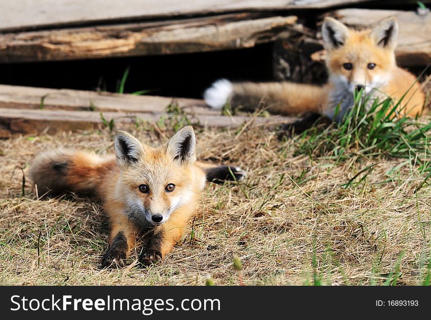 Two Baby Red Fox Kits Near Den