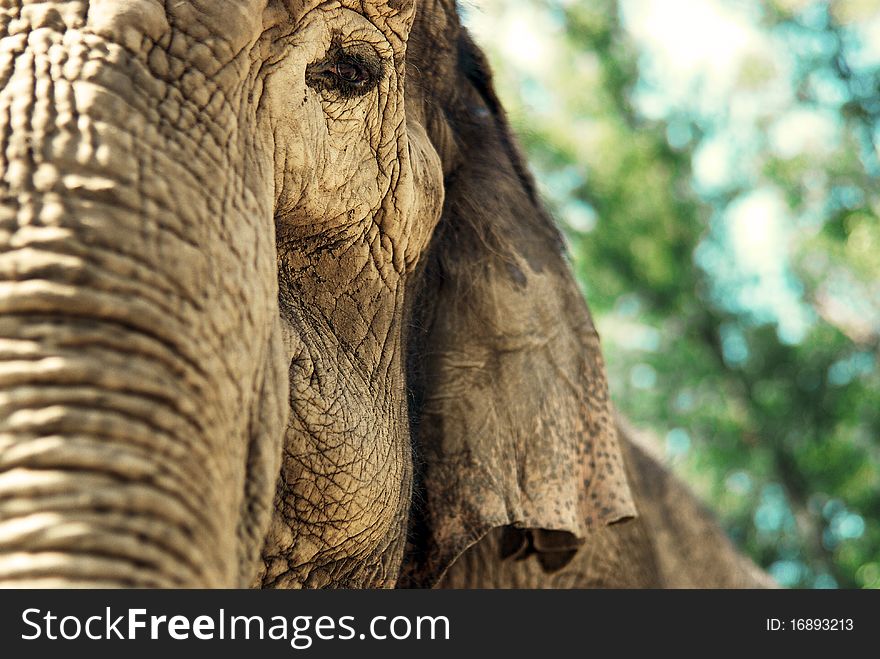 Eye of Elephant close planomBna beautiful background.