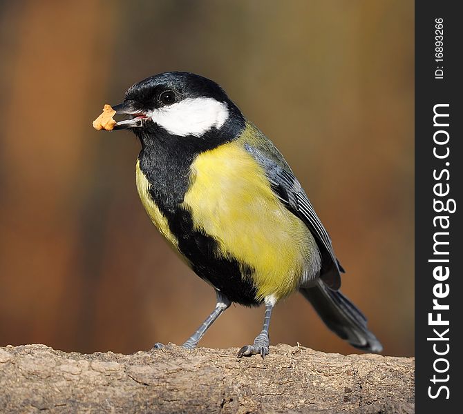 Great Tit With Nuts In Bill