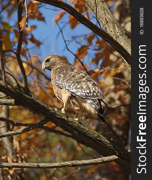 Red-shouldered hawk resting in a tree. Red-shouldered hawk resting in a tree