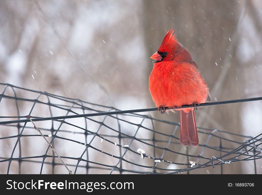 Beautiful cardinal in a winter scene