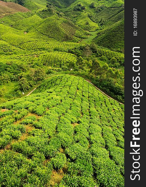 Bright green tea plantation, cameron highlands, malaysia, South East Asia