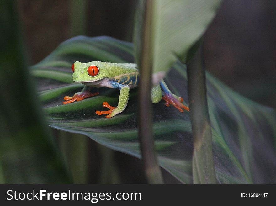 Red-eyed green tree frog crouching on his favorite leaf