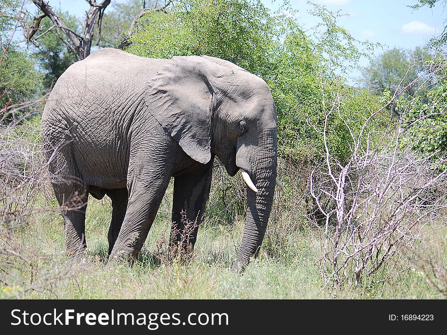 An elephant standing in a veld