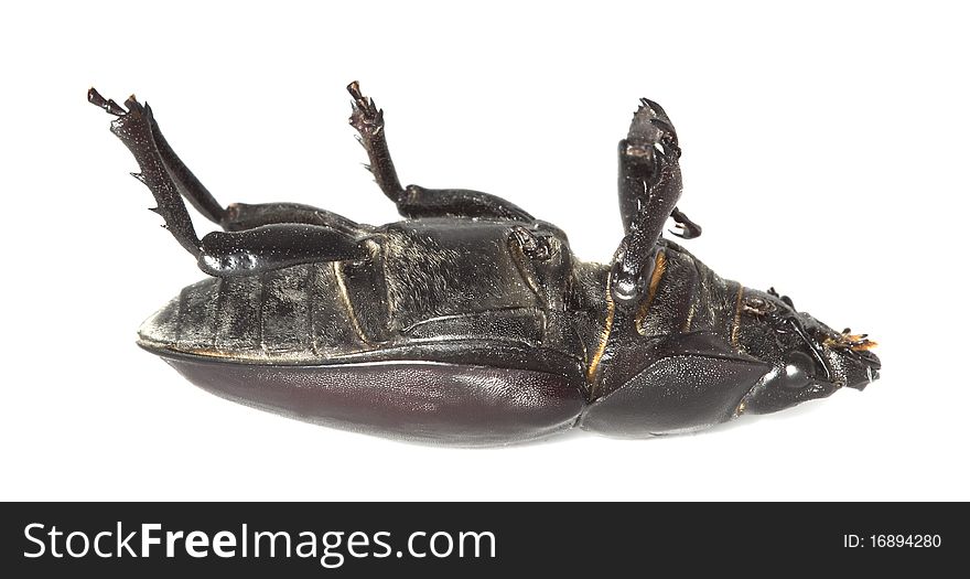 Dead stag beetle