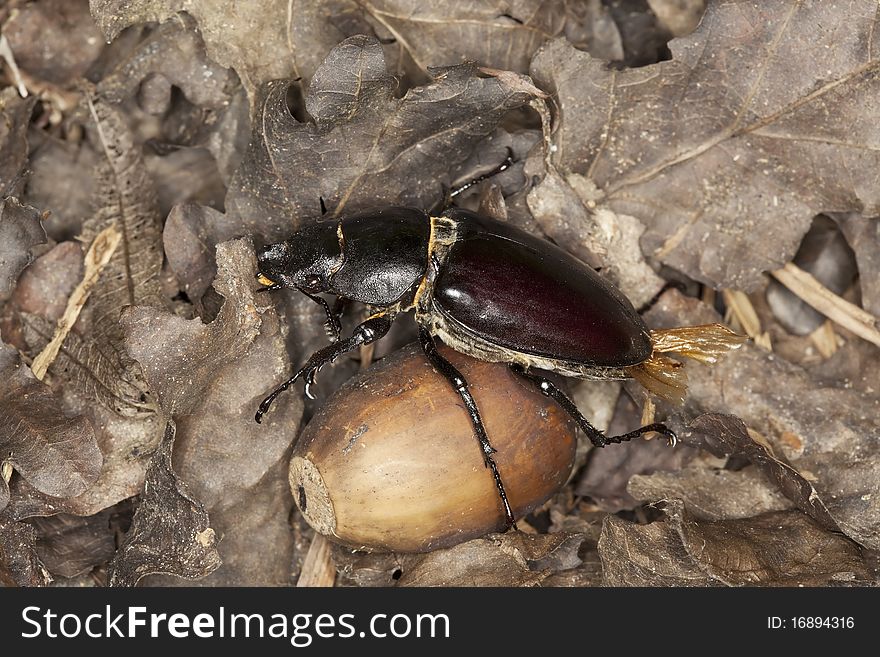 Female stag beetle acorn. Macro photo.