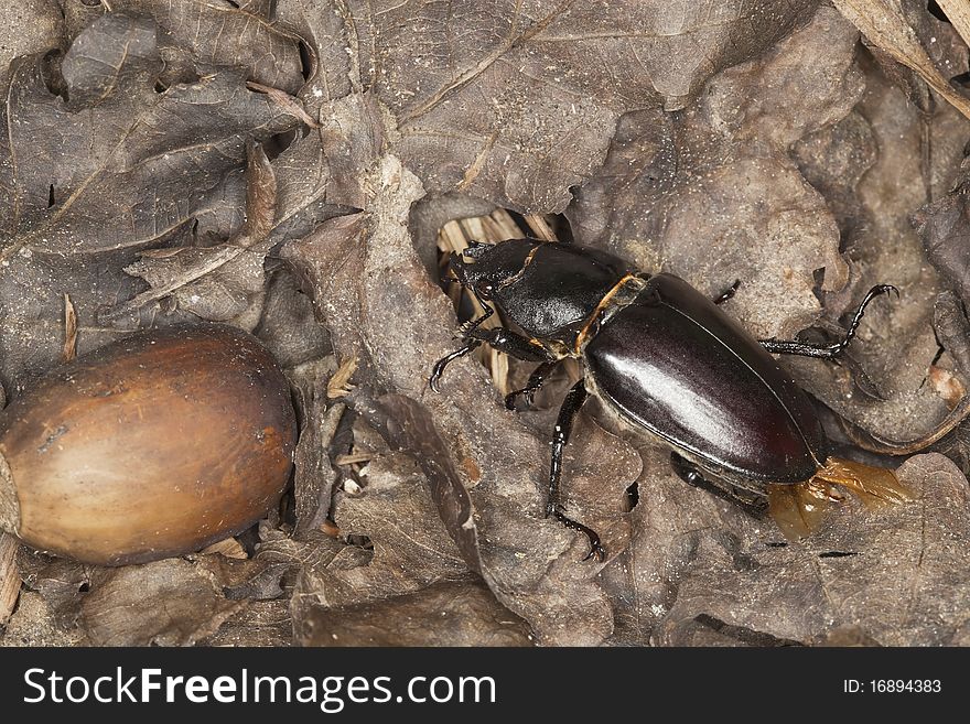 Female stag beetle acorn. Macro photo.