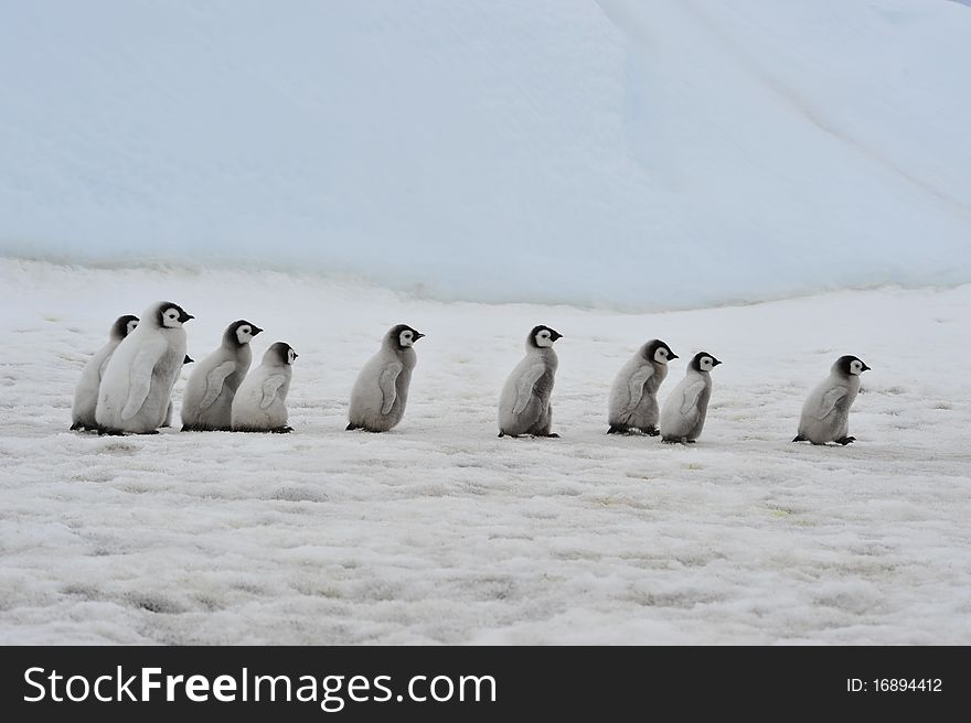 Emperor Penguin chicks  Snow Hill, Antarctica 2010 on the icebreaker Kapitan Khlebnikov