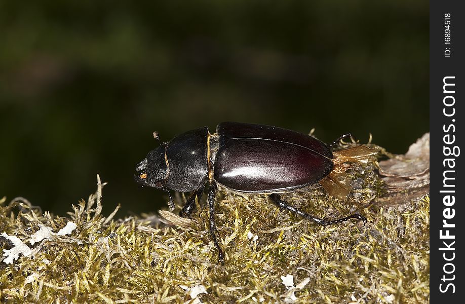 Female stag beetle. Macro photo.