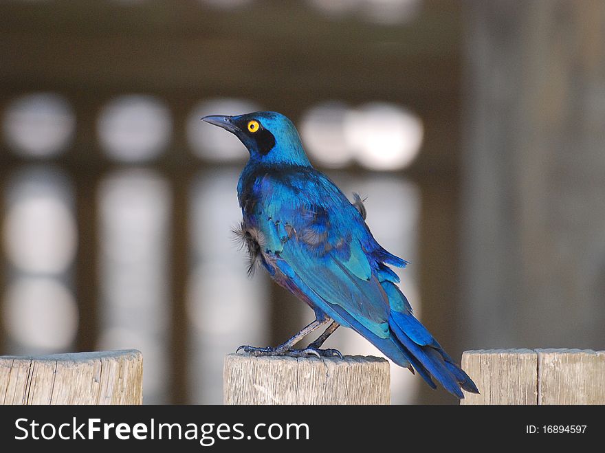 A blue cape glossy starling