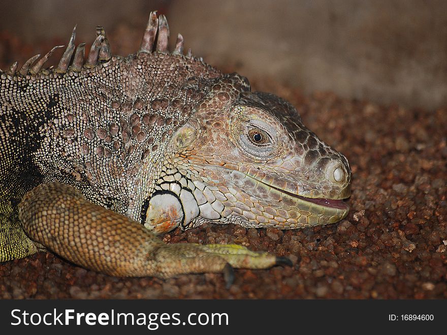 An Iguana sitting in the sun