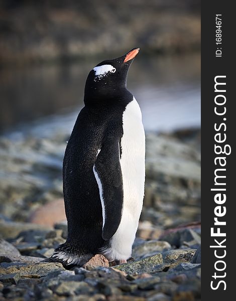 Black and white penguin on the rocks