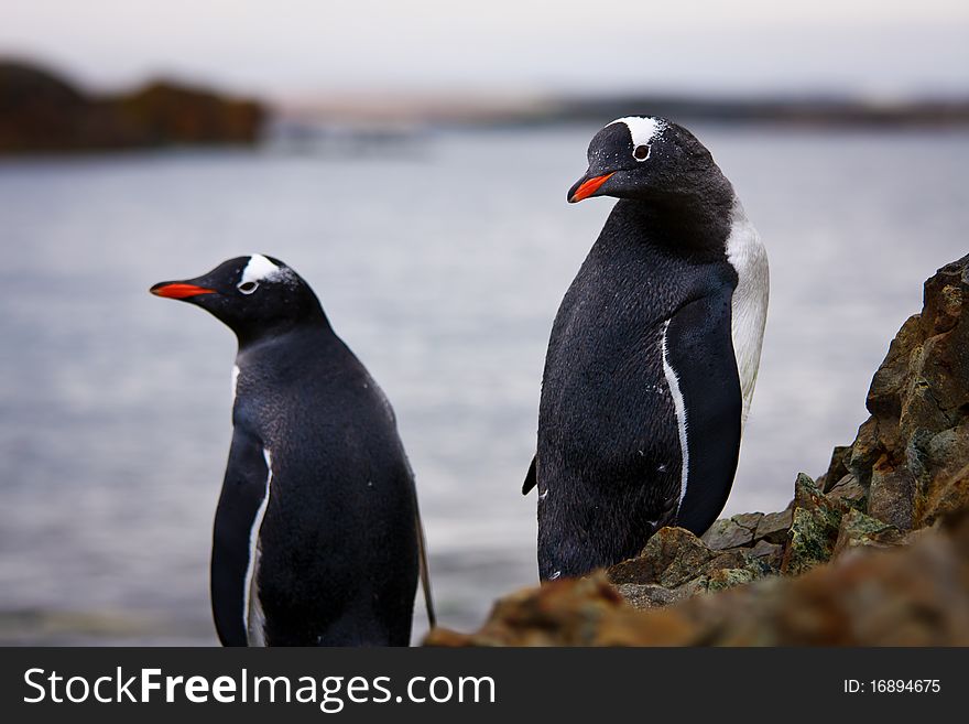 Penguins standing on the rocks in the Antarctic, the water in the background. Penguins standing on the rocks in the Antarctic, the water in the background