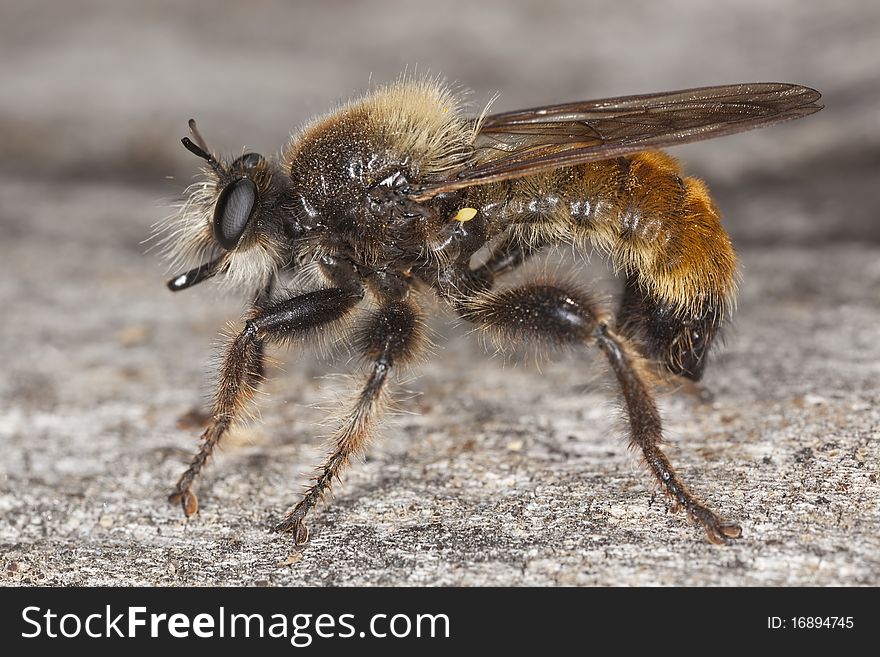 Robber Fly (Laphria Flava)