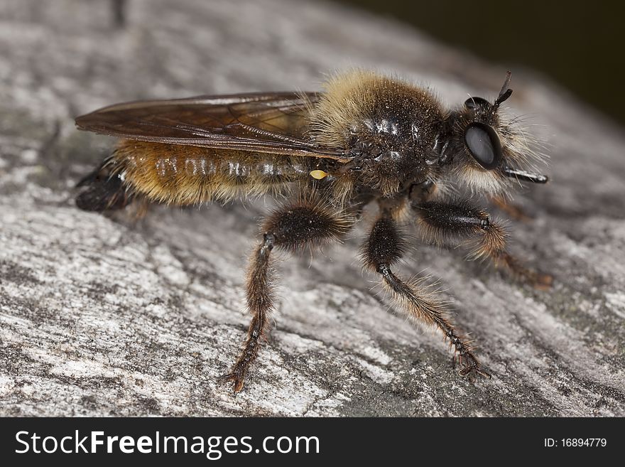 Robber fly (Laphria flava)