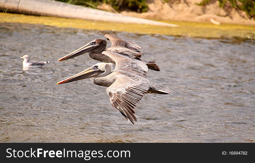 Synchronous pelicans flying over the water