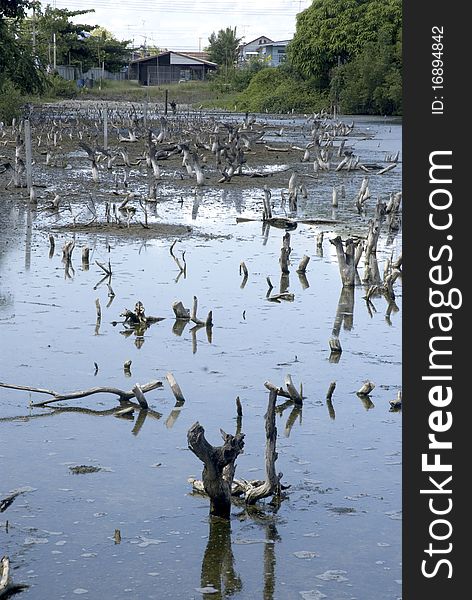 Destruction of mangrove forests in Thailand as a serious problem of forest resources.