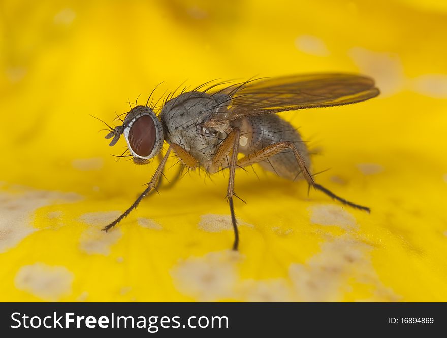 FlSmall fly, extreme close up.
