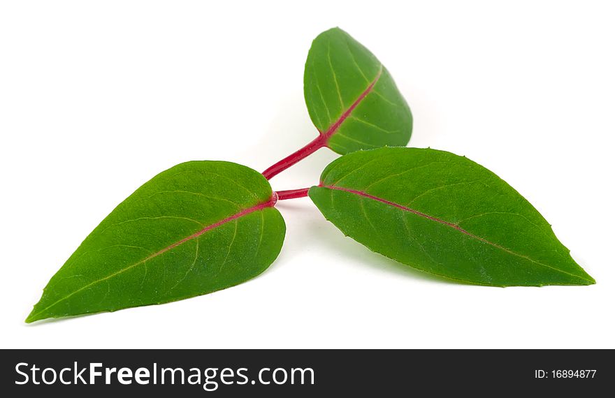 Studio shot of Three green Leaves isolated on white background. Studio shot of Three green Leaves isolated on white background.