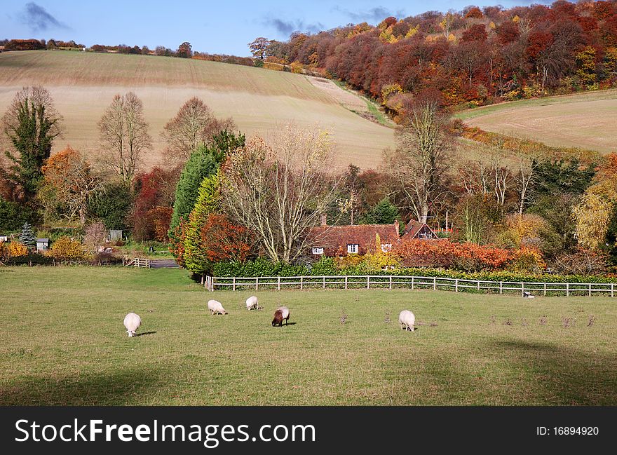 An English Rural Landscape in Autumn with grazing sheep in a Meadow