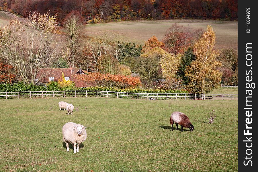 An English Rural Landscape in Autumn with grazing sheep in a Meadow