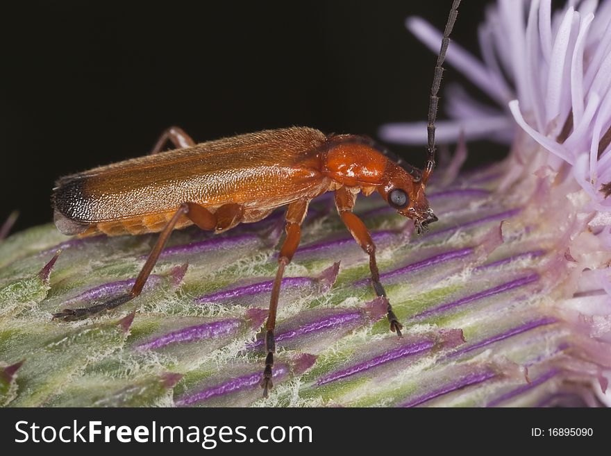 Common red soldier beetle (Rhagonycha fulva) sitting on thistle. Macro photo.