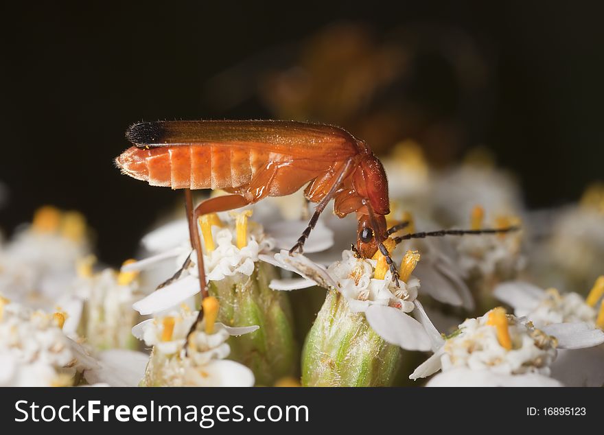 Common red soldier beetle (Rhagonycha fulva)