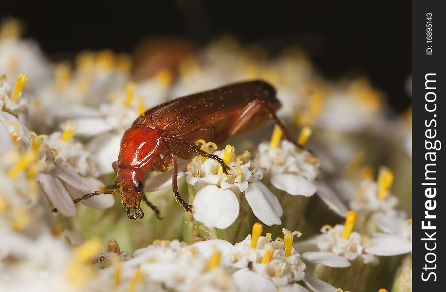 Common red soldier beetle (Rhagonycha fulva) feeding on flower.