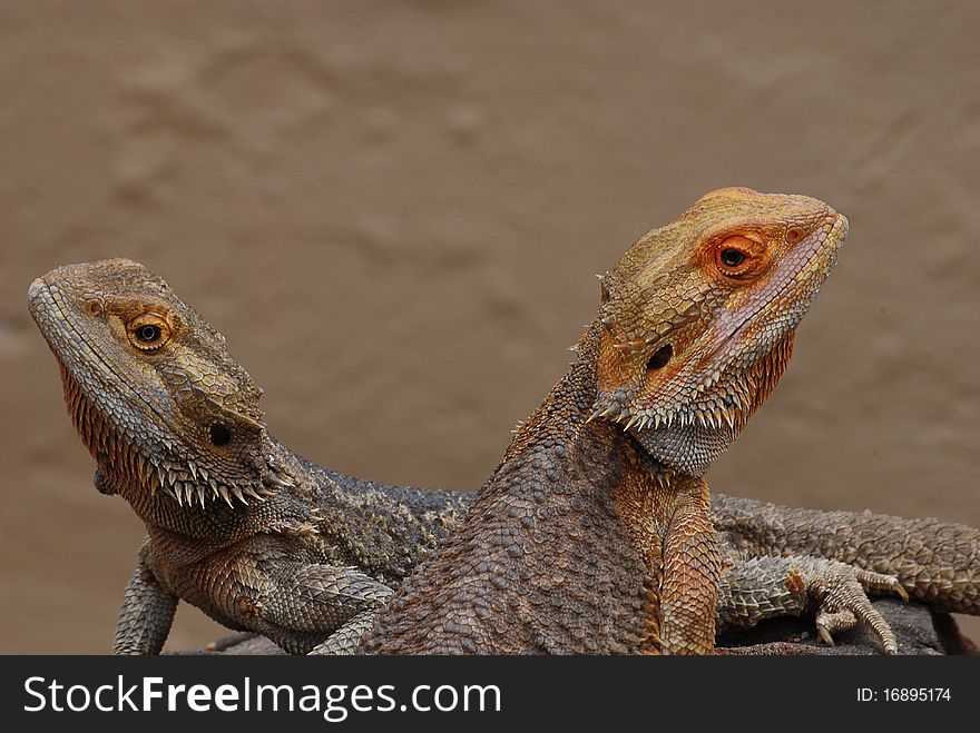 Two bearded dragons sitting in the sun