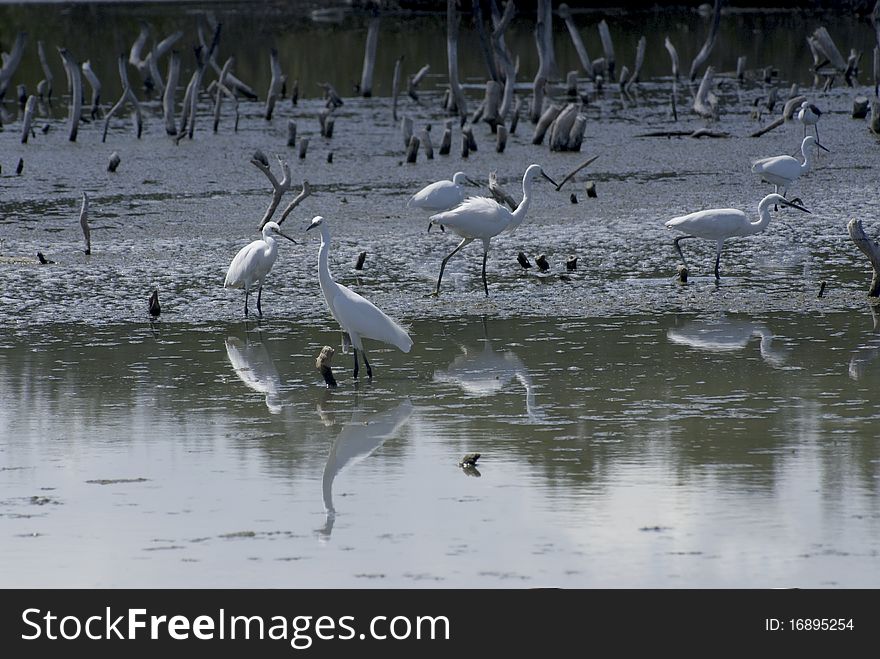 The Great White Heron or Great Egret is on ground fishing in a peaceful pond. The Great White Heron or Great Egret is on ground fishing in a peaceful pond.