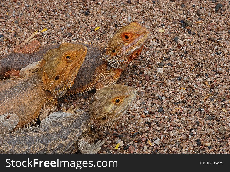 Three bearded dragons sitting in the sun