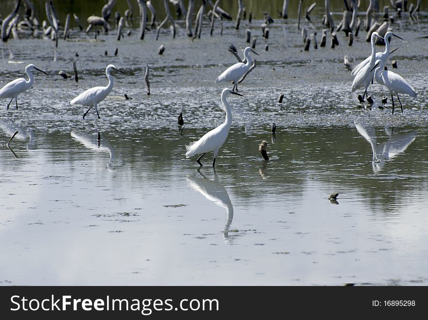 The Great White Heron or Great Egret is on ground fishing in a peaceful pond. The Great White Heron or Great Egret is on ground fishing in a peaceful pond.