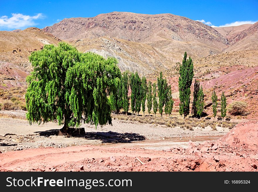 Desert trees, Bolivia