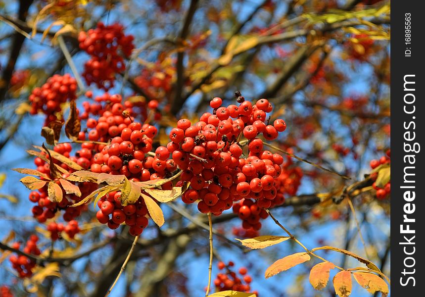 Red or orange ashberry branch