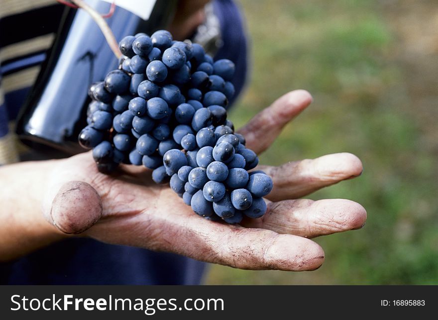 Red grapes in mens hand