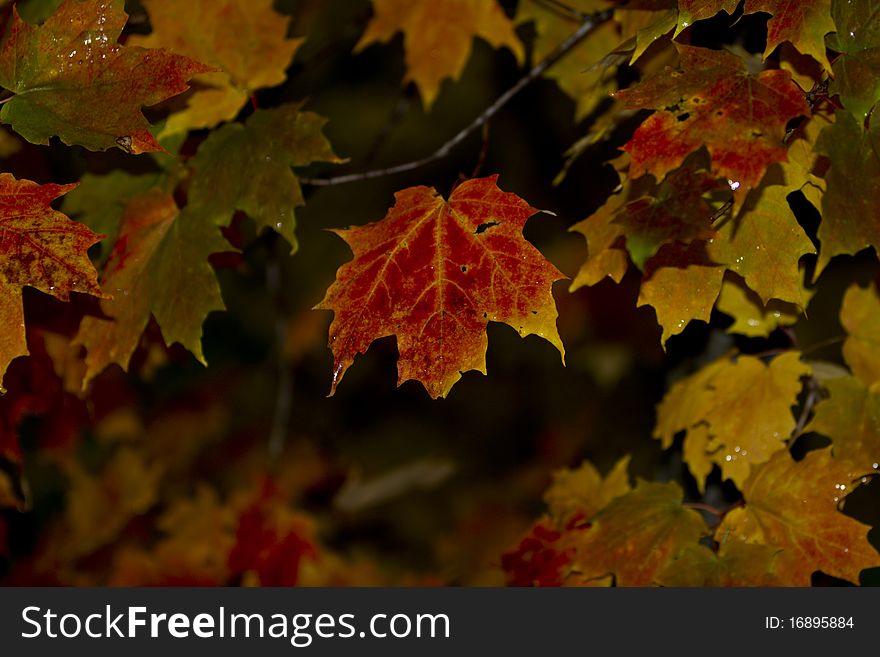 A red maple leaf stands out in the rain surrounded by fall foliage. A red maple leaf stands out in the rain surrounded by fall foliage.