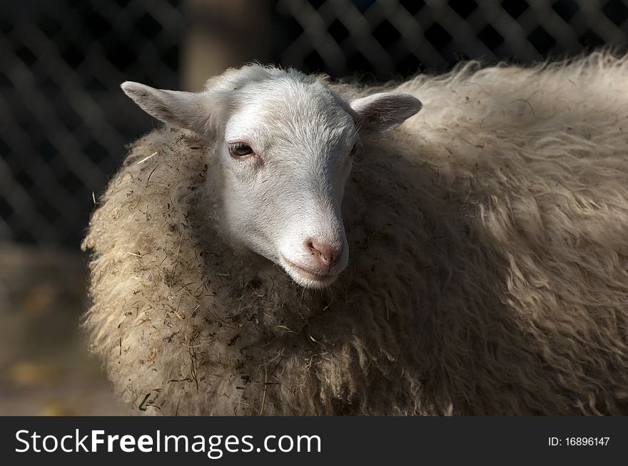 A woolen sheep from Germany