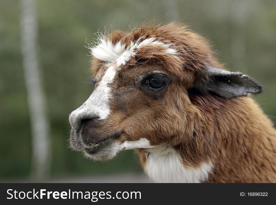A south american lama from the andes