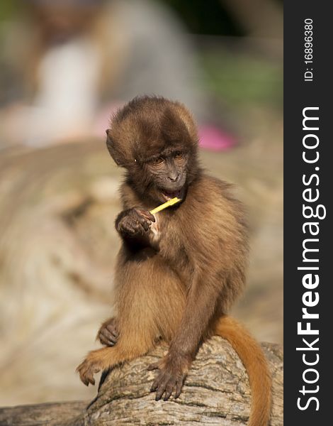 A baby monkey chewing a stick