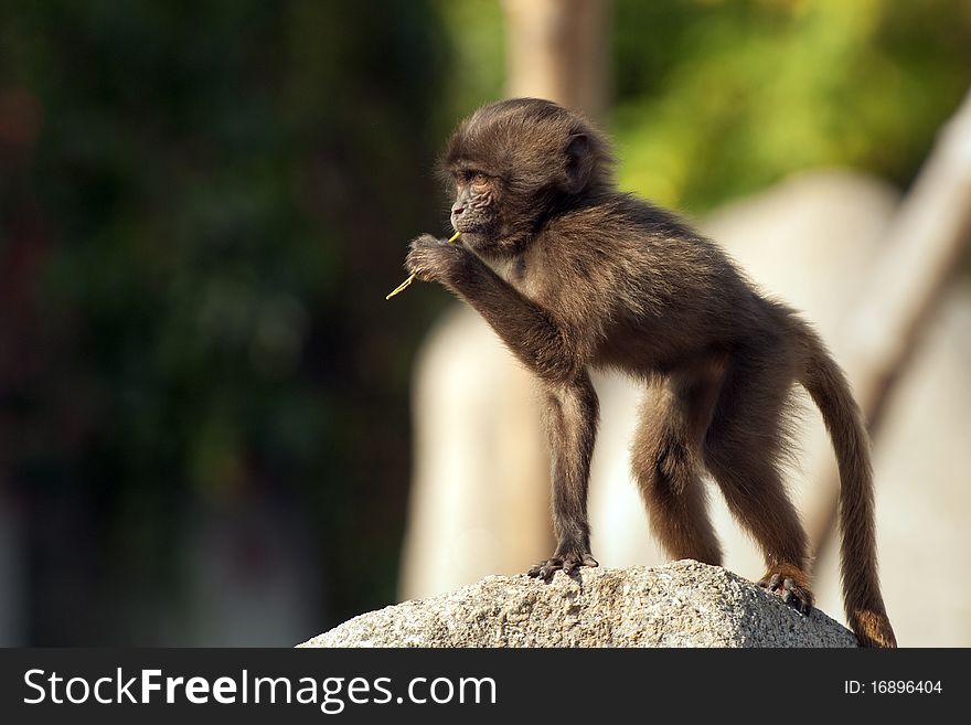 A baby monkey chewing a stick