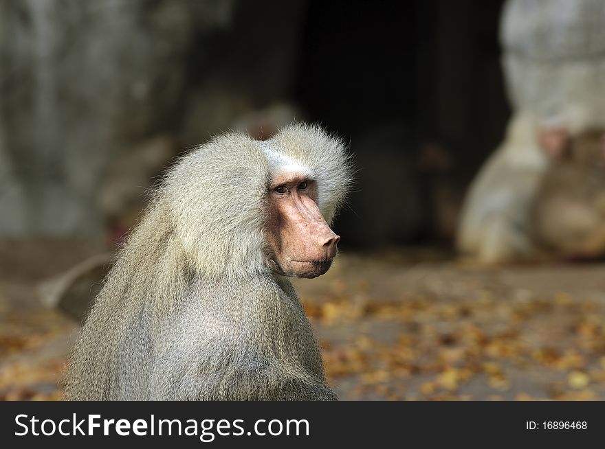 An old monkey sitting in the sun. An old monkey sitting in the sun