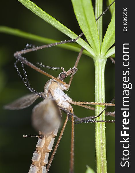 Daddy longlegs. Extreme close-up with high magnification.