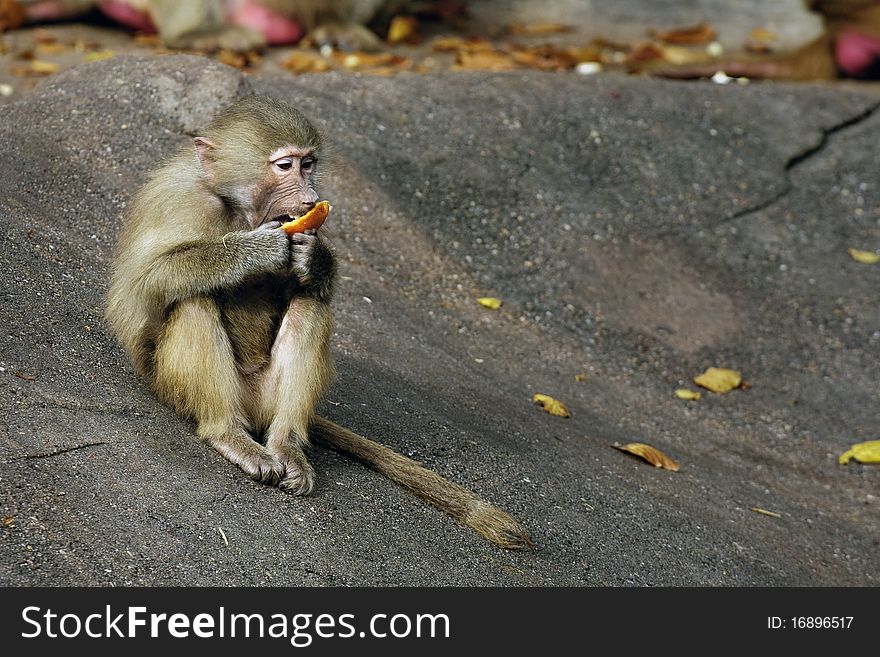 A monkey chewing some food