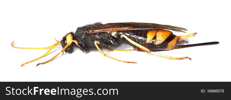 Giant Woodwasp (Urocerus Gigas)