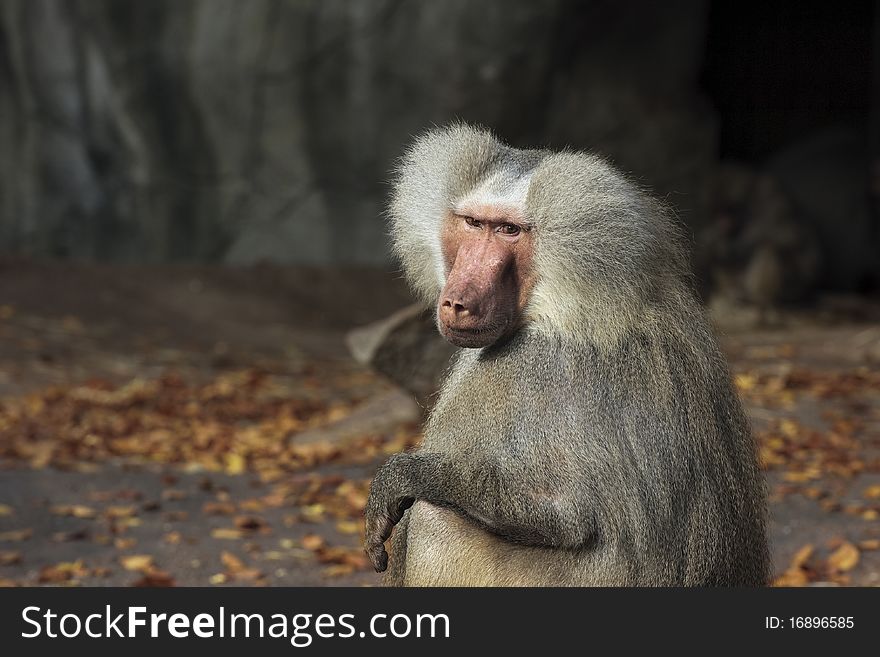Old Gray Haired Monkey