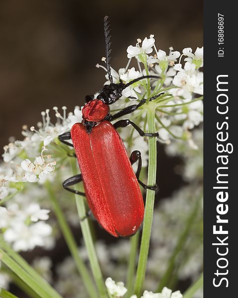 Black headed cardinal beetle (Pyrochroa coccinea) feeding on flower.