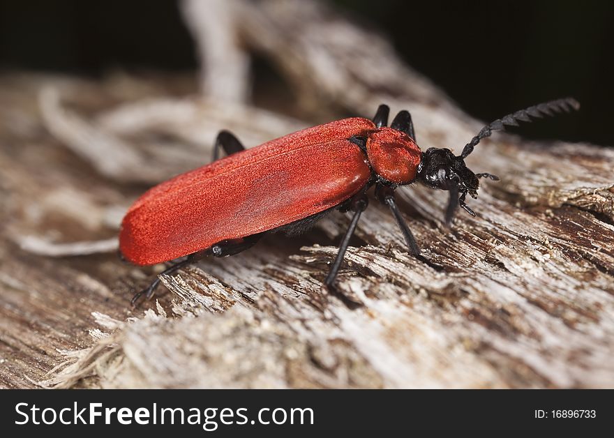 Black Headed Cardinal Beetle (Pyrochroa Coccinea)