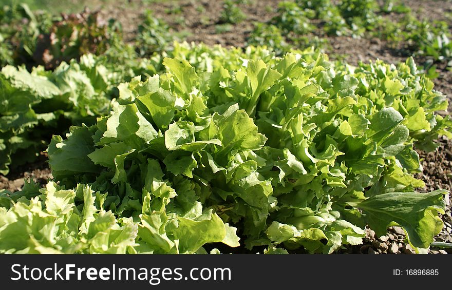 A basket of lettuce grown in a tuscan garden. A basket of lettuce grown in a tuscan garden